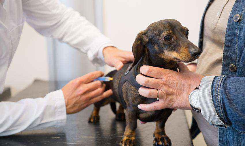狗几年打一次狂犬疫苗（宠物狗打狂犬疫苗有效时间多久）-大盘站插图