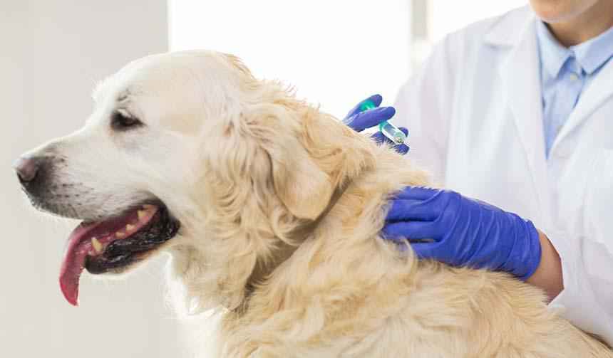 狗几年打一次狂犬疫苗（宠物狗打狂犬疫苗有效时间多久）-大盘站插图3