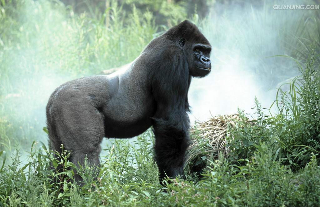 刚果国宝动物图片