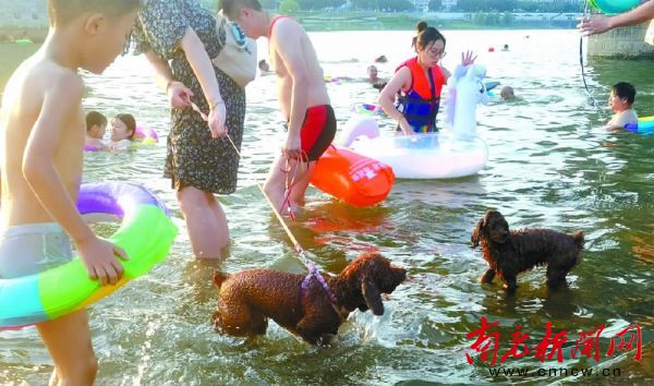 市民在宠物狗嬉戏的天然泳池避暑不便