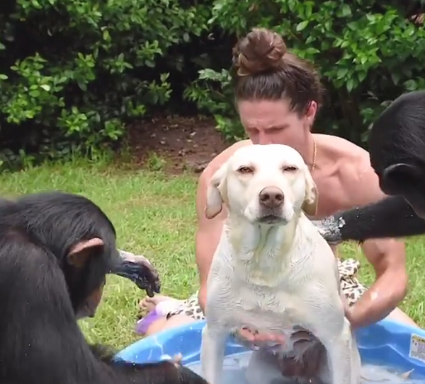 那人请大猩猩给狗洗澡。狗看起来很无助。好像想说：我也很绝望