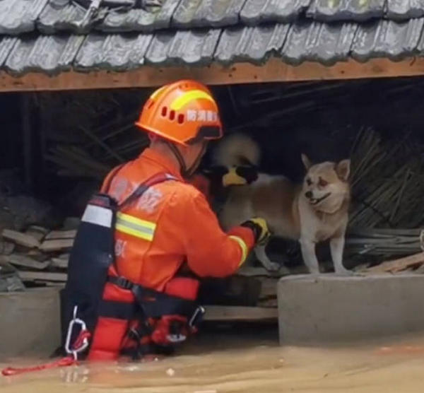 “一条狗也是一条命！” 洪水来袭，救援队在大雨过后解救被困狗