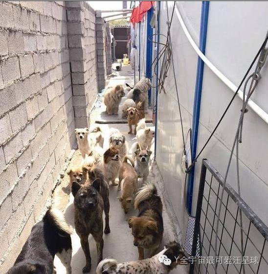 厦门最大民营流浪狗救助站将驱散300只狗再次回家