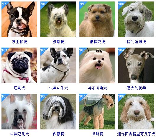 犬品种 排名图片