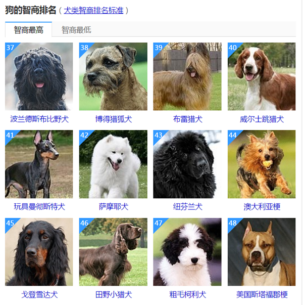 72种名犬 聪明图片
