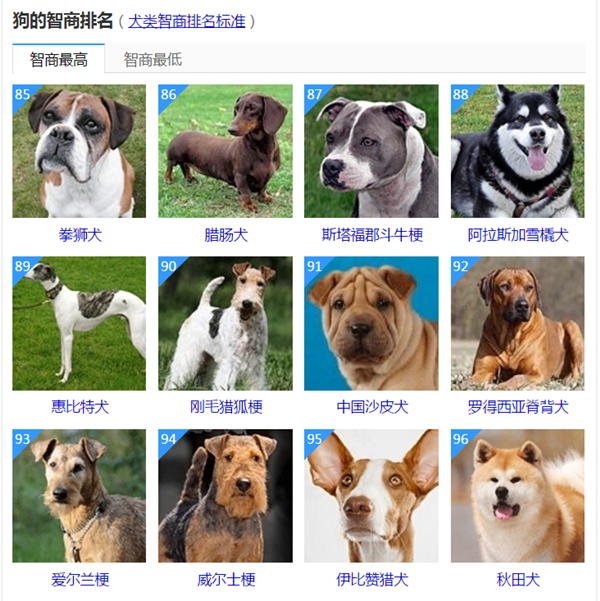 狗的品种 排行榜 智商图片