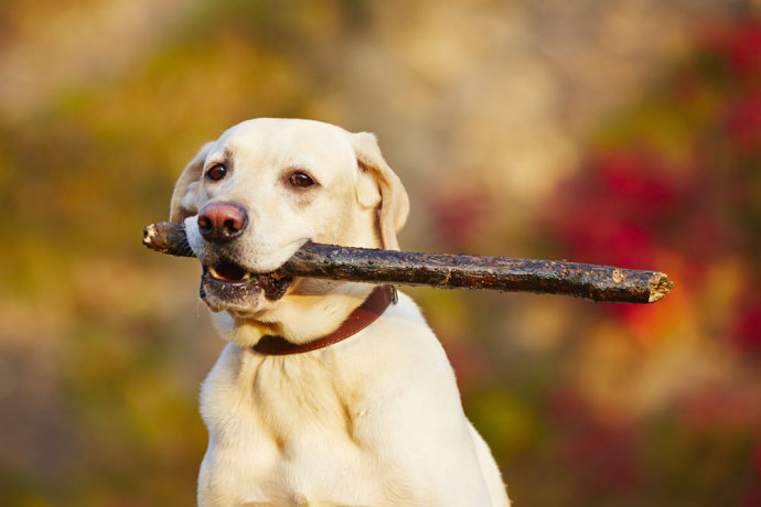 拉布拉多猎犬训练教程 不要再说你的狗不会教它了！