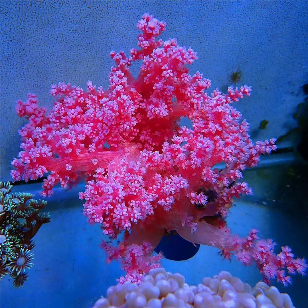粉红色海鱼图片